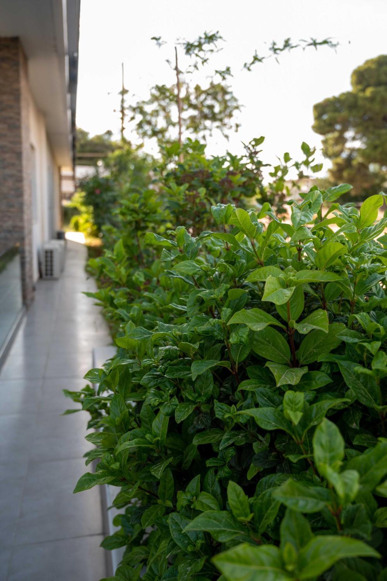 Finikas Suites & Apartments 10Min From Athens Airport Artemida  Exteriör bild